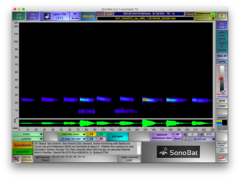 Tadarida brasiliensis