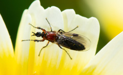 Dilophus strigilatus