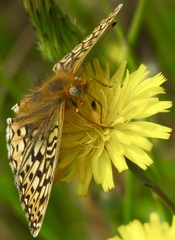 Speyeria callippe callippe