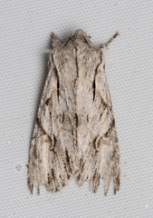 Egira crucialis