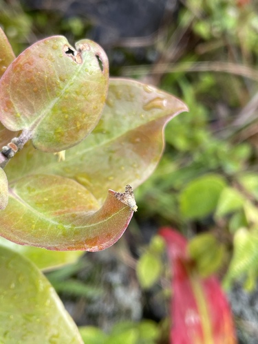 Acinia picturata observed 2024-03-22