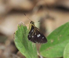 Scobura isota