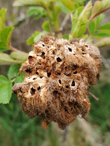 Mossy Rose Gall Wasp photo 5