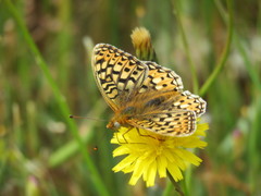 Speyeria callippe callippe