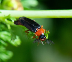 Zarhipis integripennis