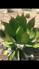 Agave bovicornuta