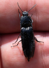 Melanactes densus
