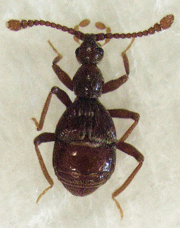 Plesiotyrus