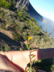 Osteospermum ciliatum