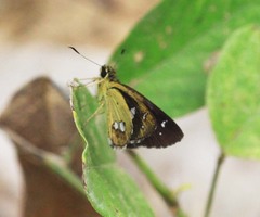 Scobura isota