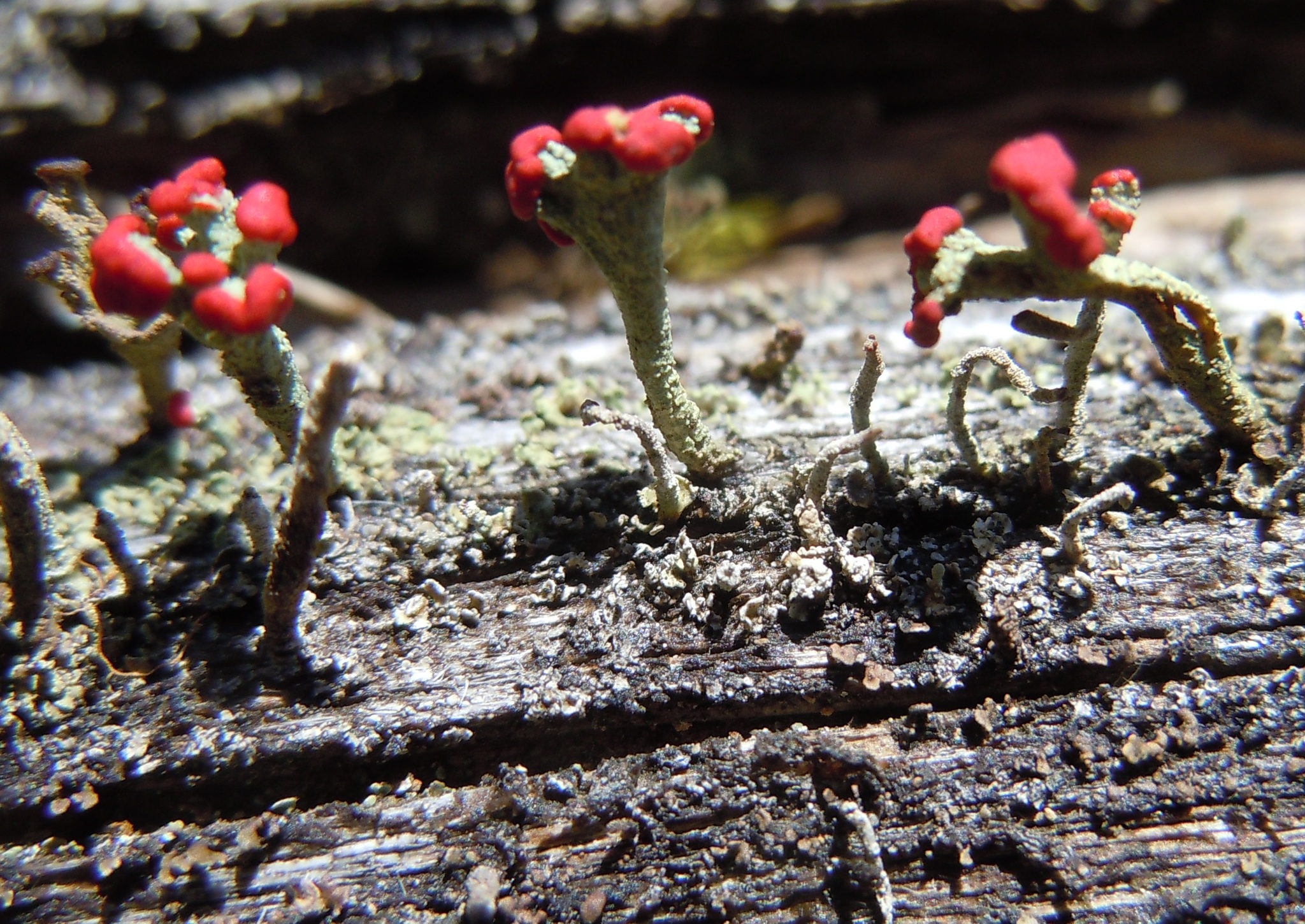 Cladoniaceae image