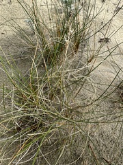 Beach Bluegrass (Poa macrantha)