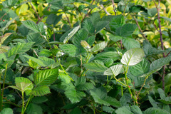 Candicantes