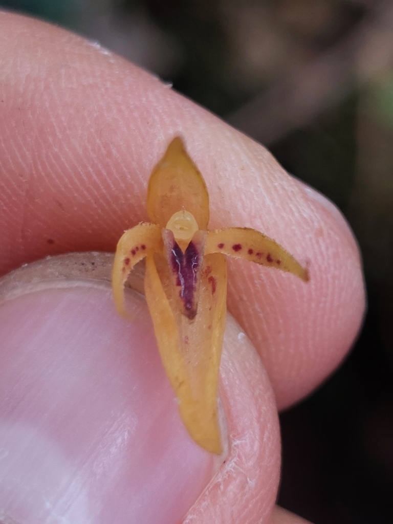 Pleurothallis supervacanea