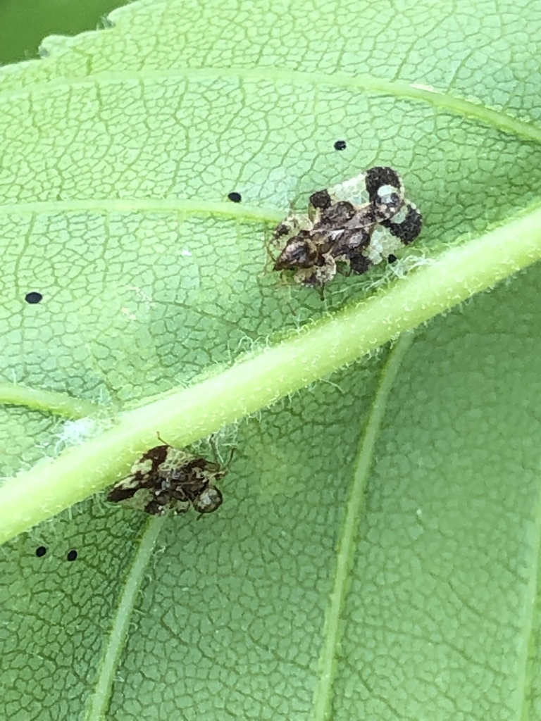 Buckeye Lace Bug