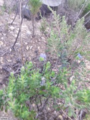 Felicia aethiopica