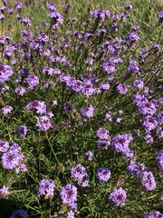 Glandularia lilacina
