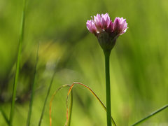 Allium serra