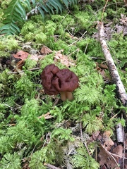 Gyromitra esculenta