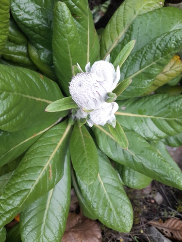 Oldenburgia grandis, photograph 6