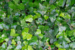 Hedera algeriensis