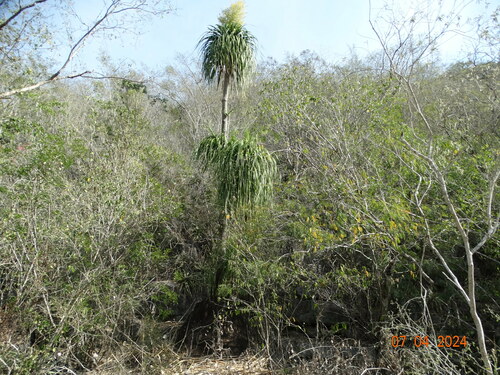 Beaucarnea recurvata Lem.