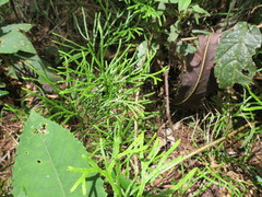 Diphasiastrum thyoides