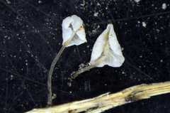 Marasmiellus bonii