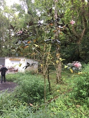 Clerodendrum quadriloculare