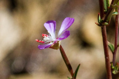 Clarkia delicata