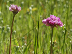 Allium serra