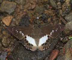 Seseria strigata