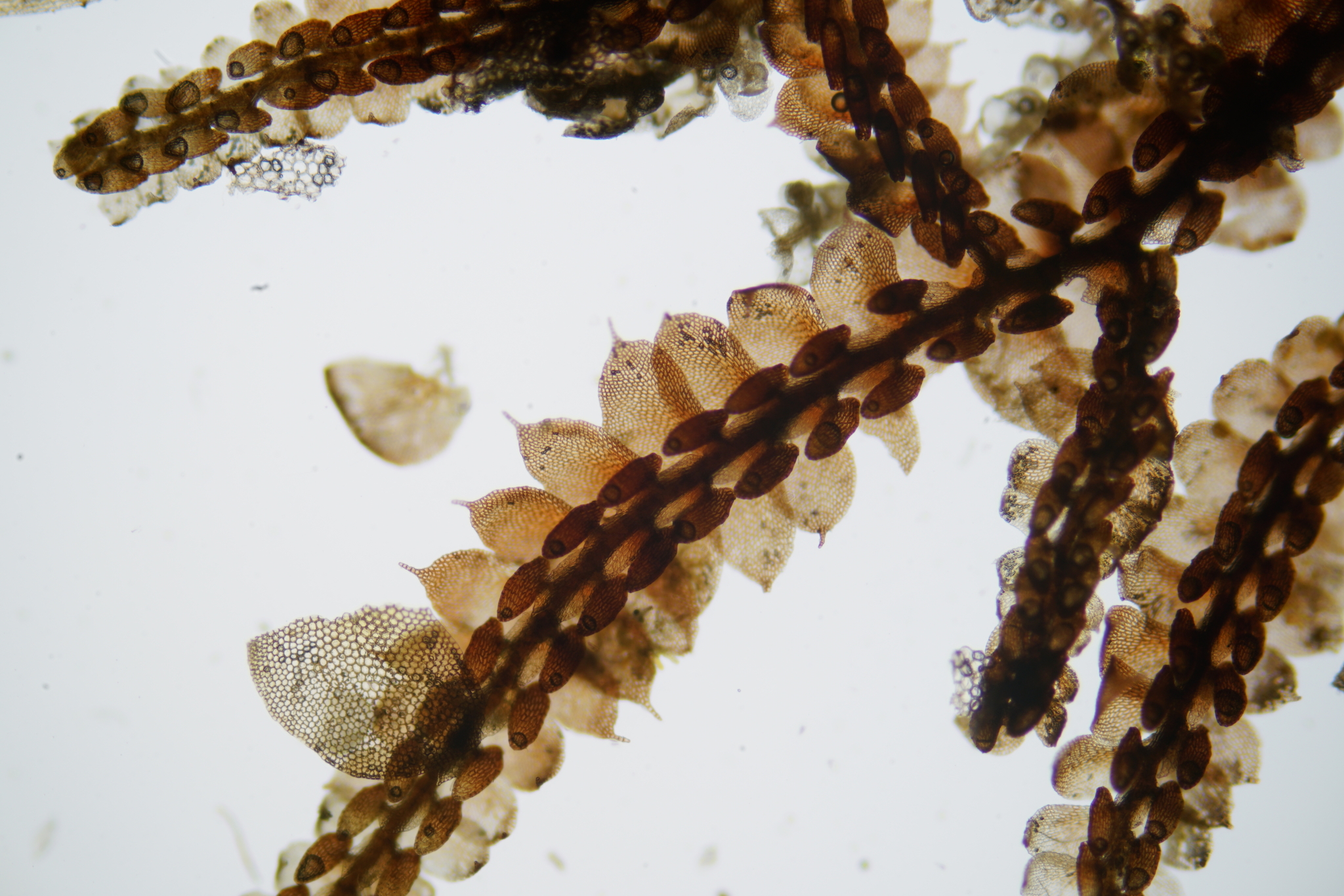 Frullania macrocephala