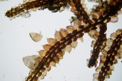 Image of Frullania macrocephala
