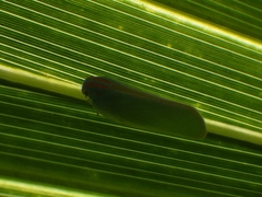 Ormenaria rufifascia