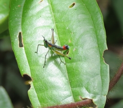 Paramastax duquei