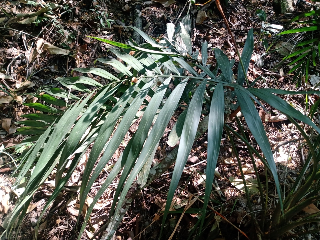Parlor Palm