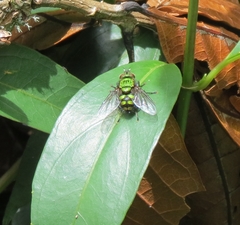 Chrysoexorista