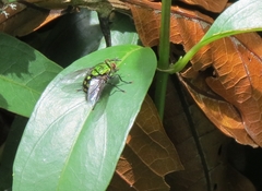 Chrysoexorista