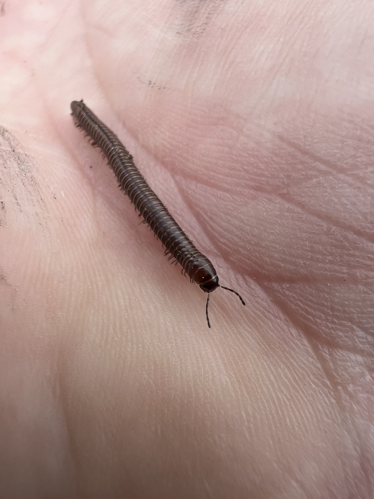 Eastern Crystal Millipedes from Alvord, TX, US on April 6, 2024 at 12: ...