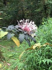Clerodendrum quadriloculare