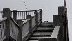 Acridotheres javanicus