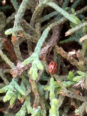 Mulsantina mexicana