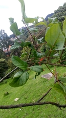 Erythrina rubrinervia