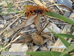 Polybetes rapidus
