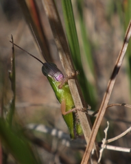 Aptenopedes