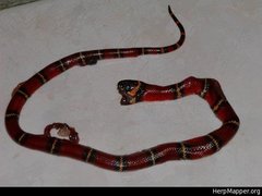 Lampropeltis abnorma