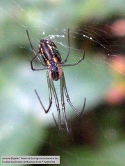 Leucauge volupis
