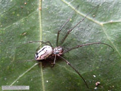 Leucauge volupis