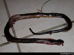 Coniophanes quinquevittatus